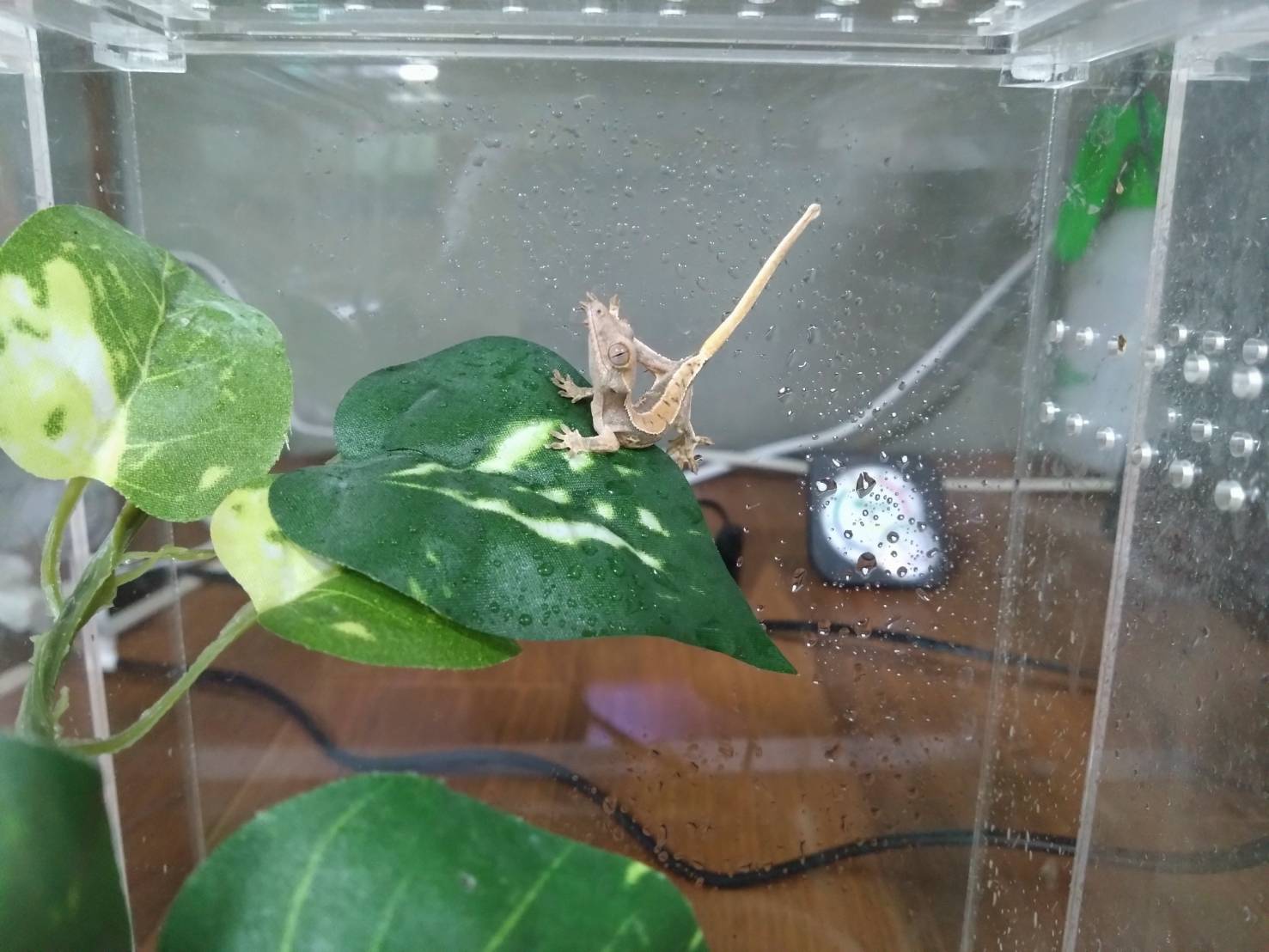 kuresutettogekkoLilyWhite20251228