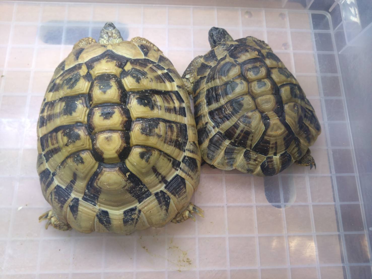 higariherumanrikugame_20251206