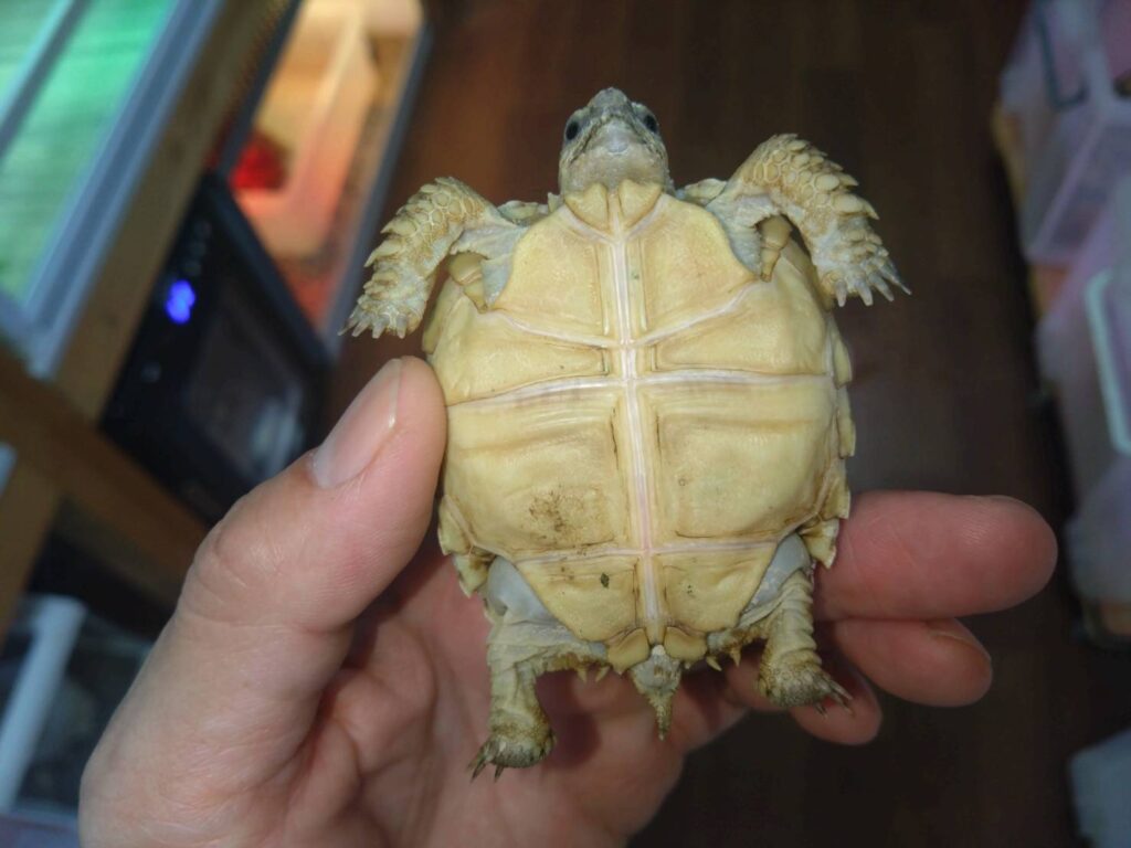 kezumerikugameTogo02