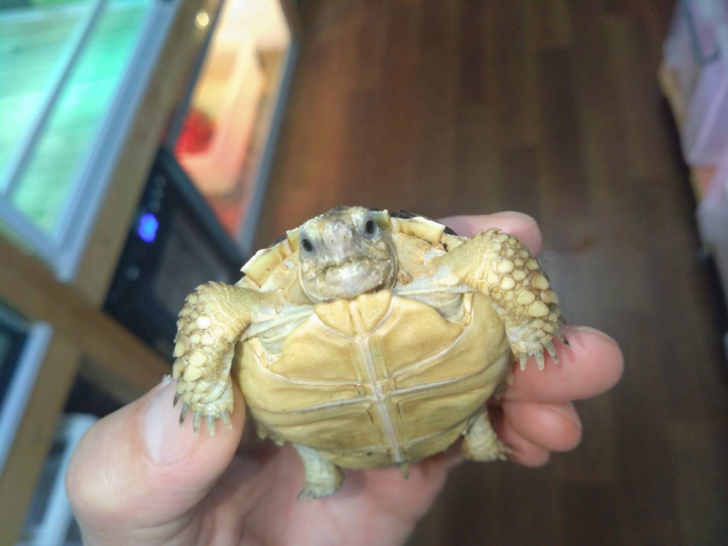 kezumerikugameTogo03