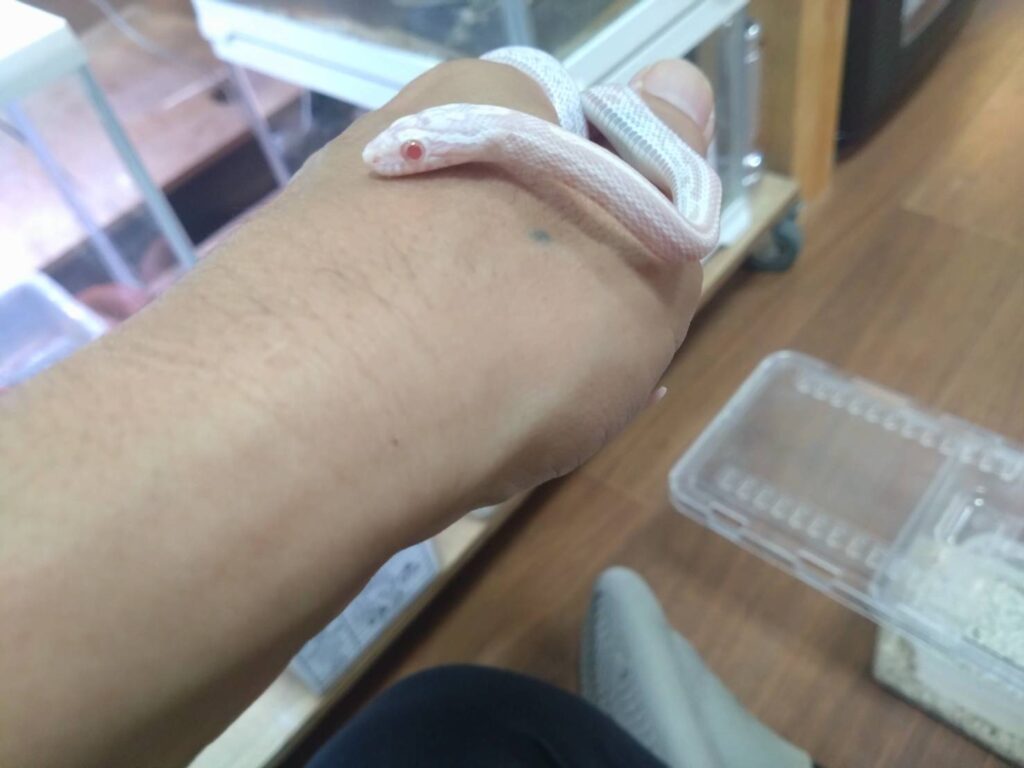 konsunekuSnowTessera