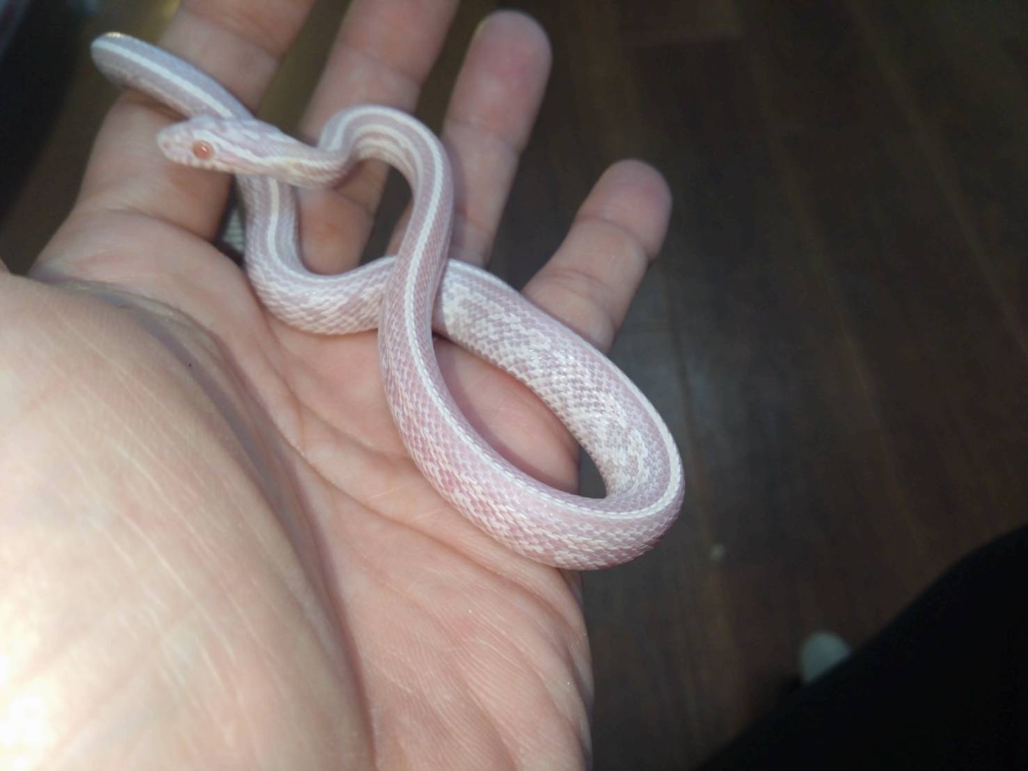 konsunekuSnowTessera01