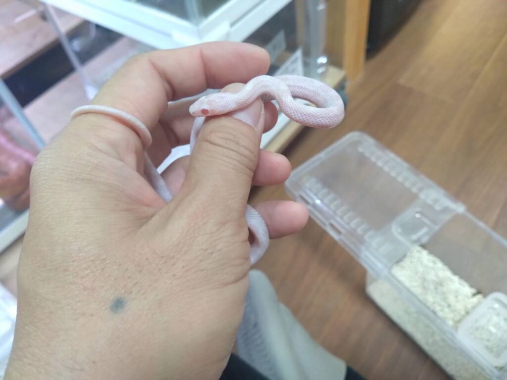 konsunekuSnowTessera02