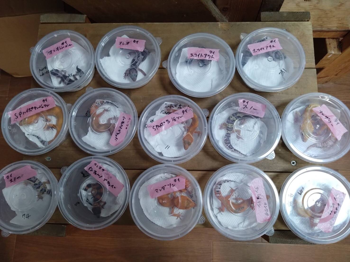 kuresutettogekkoALL20251228