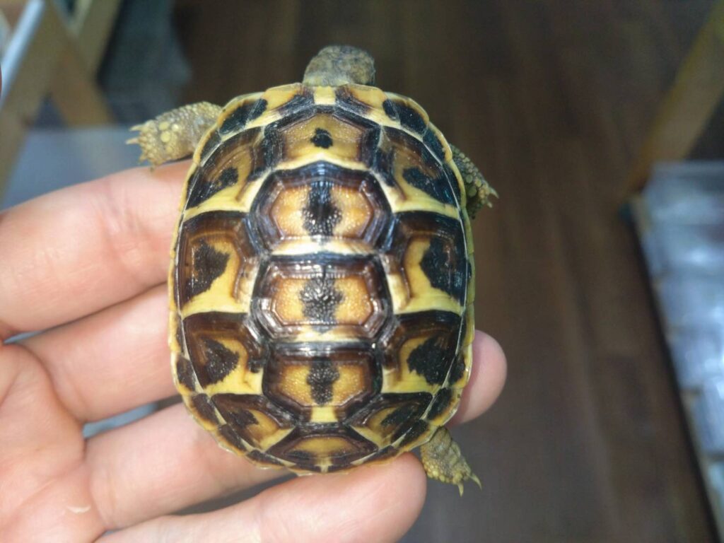 nishiherumanrikugameShichiria01