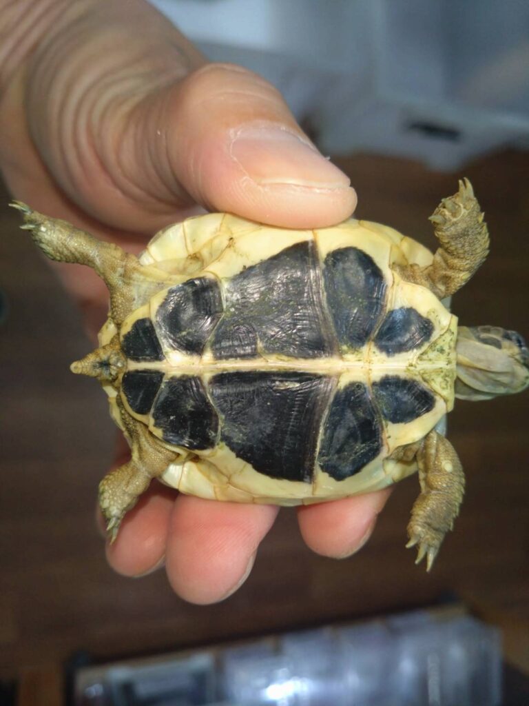 nishiherumanrikugameShichiria02