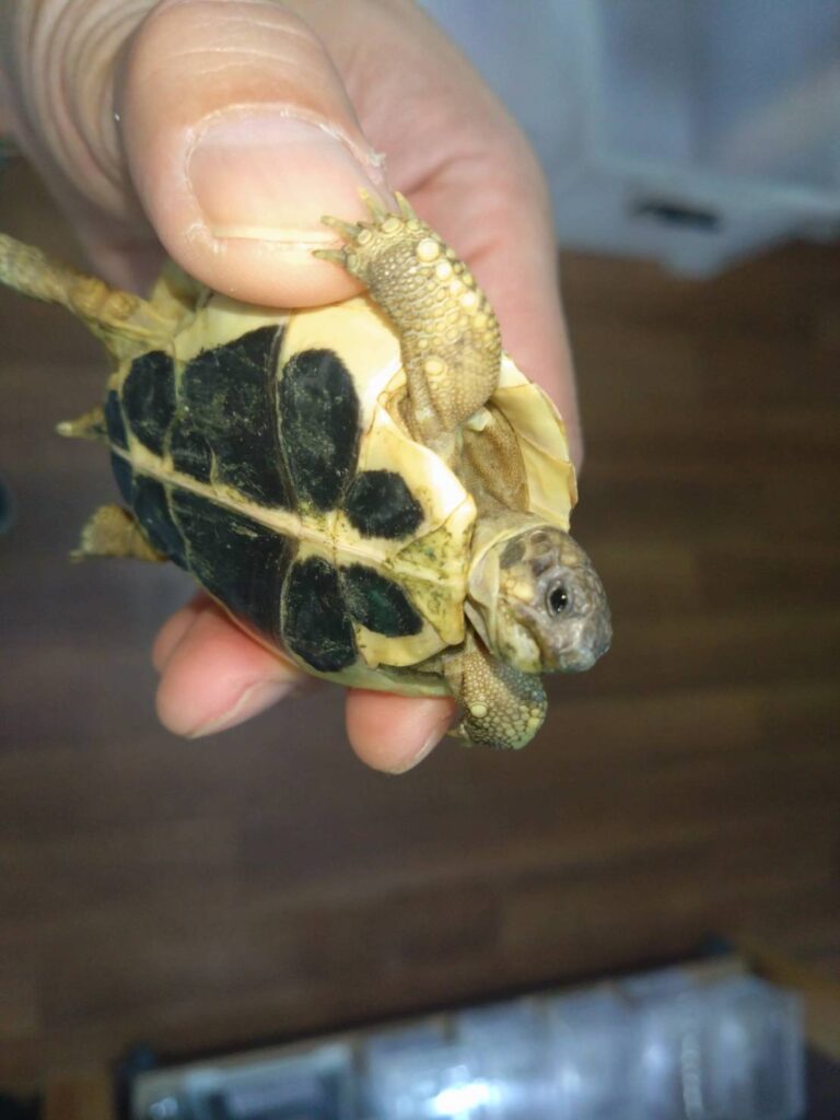 nishiherumanrikugameShichiria03