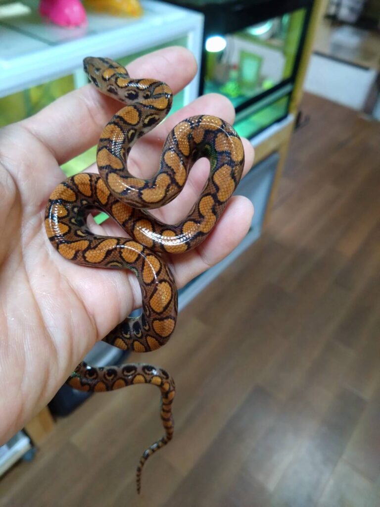 brazilRainbowBoa20260117-02