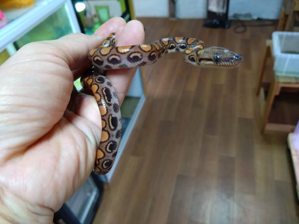 brazilRainbowBoa20260117-03