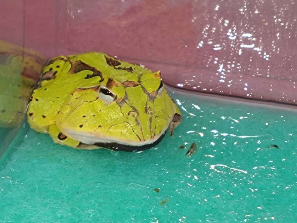 amazonTsunogaeru20260130-4