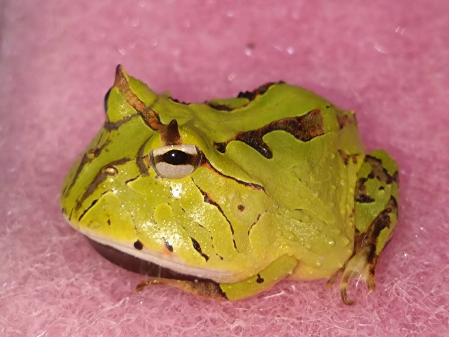 亀の楽園 | アマゾンツノガエル CB