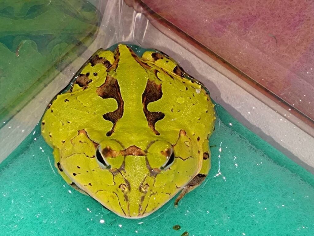 amazonTsunogaeru20260130-2