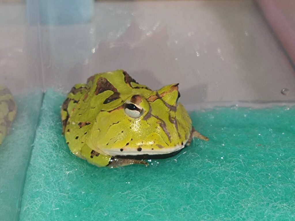 amazonTsunogaeru20260130-1