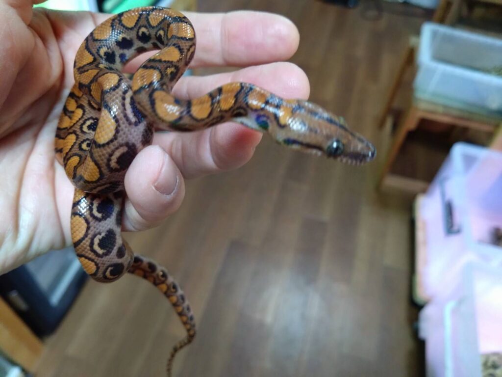 brazilRainbowBoa20260117