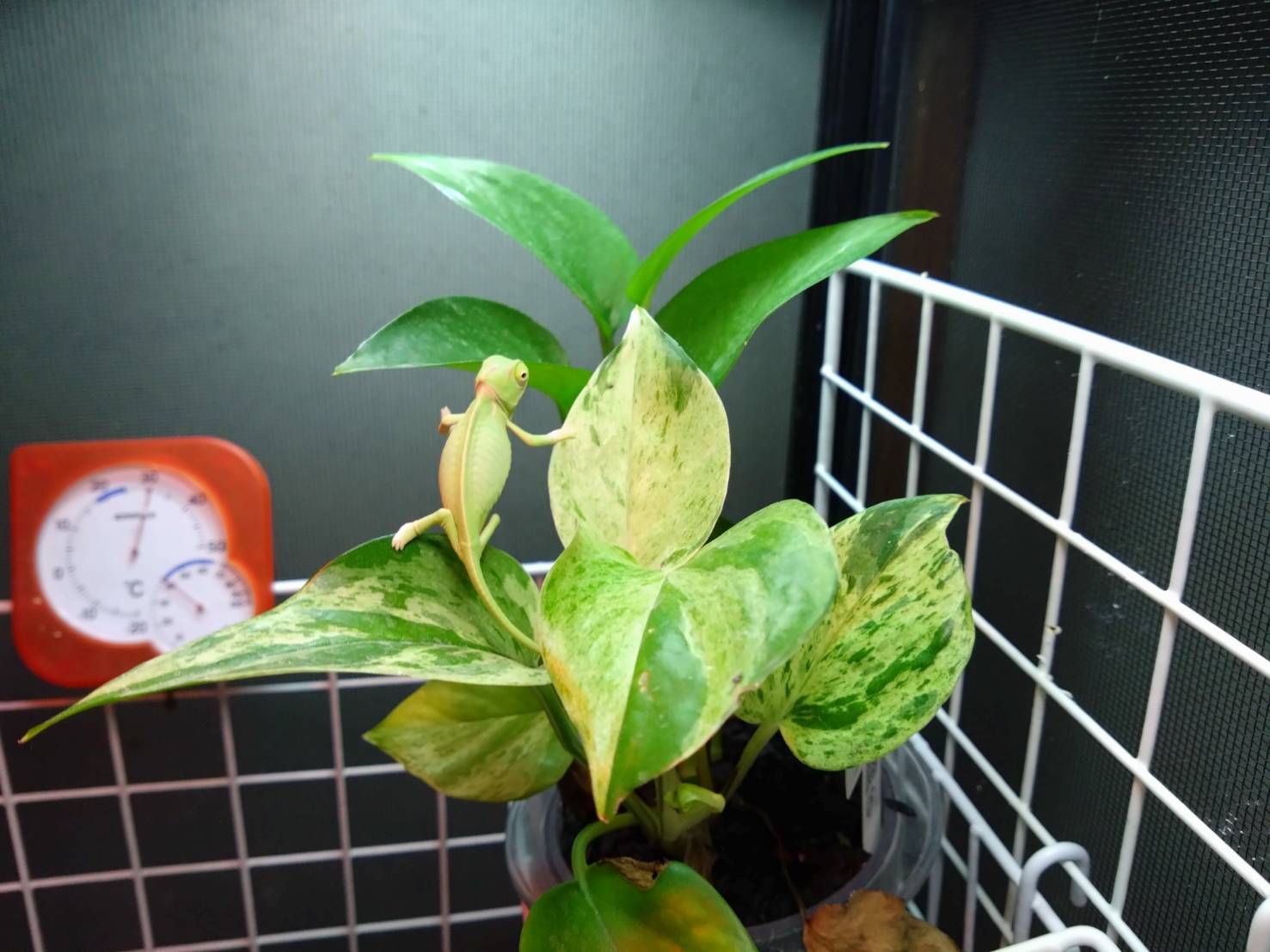 eboshikameleon20260117