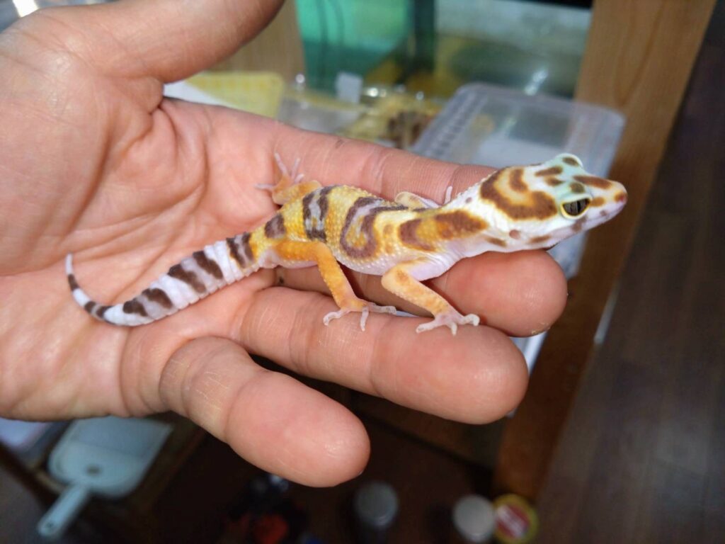 leopaSnowTrenper20260120