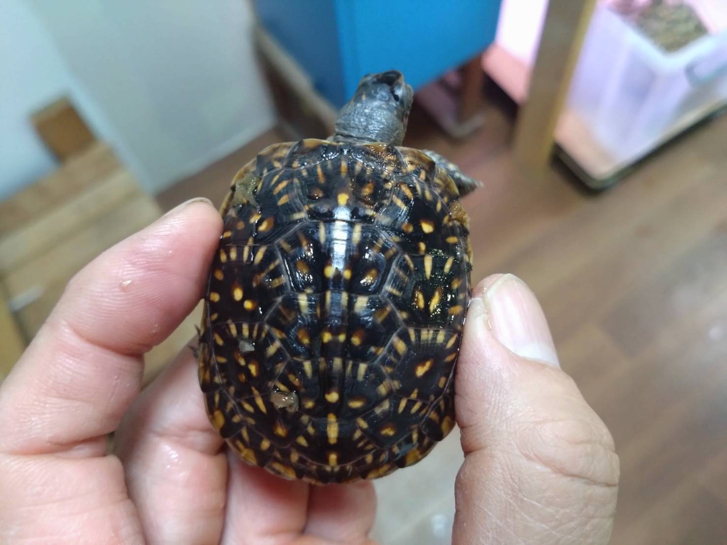 mitsuyubihakobgame-20260112_04