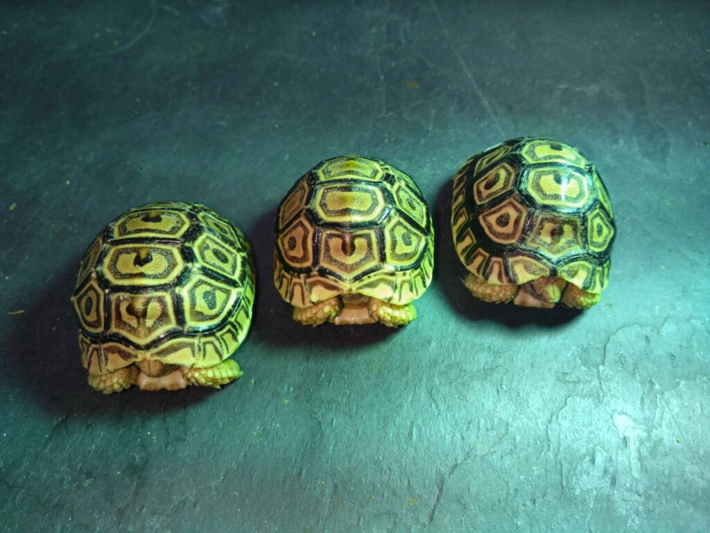 hyoumonrikugame-20260206_4