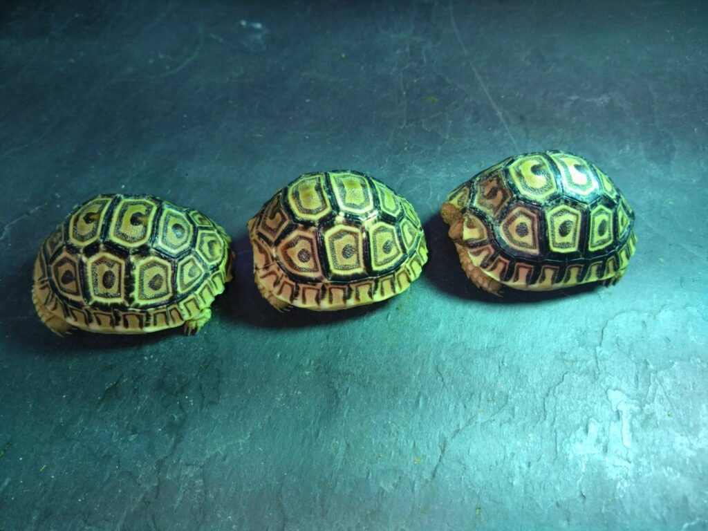 hyoumonrikugame-20260206_3