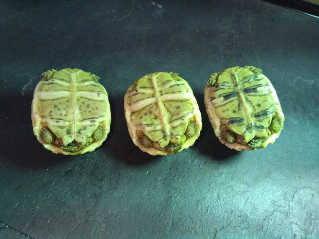 hyoumonrikugame-20260206_2