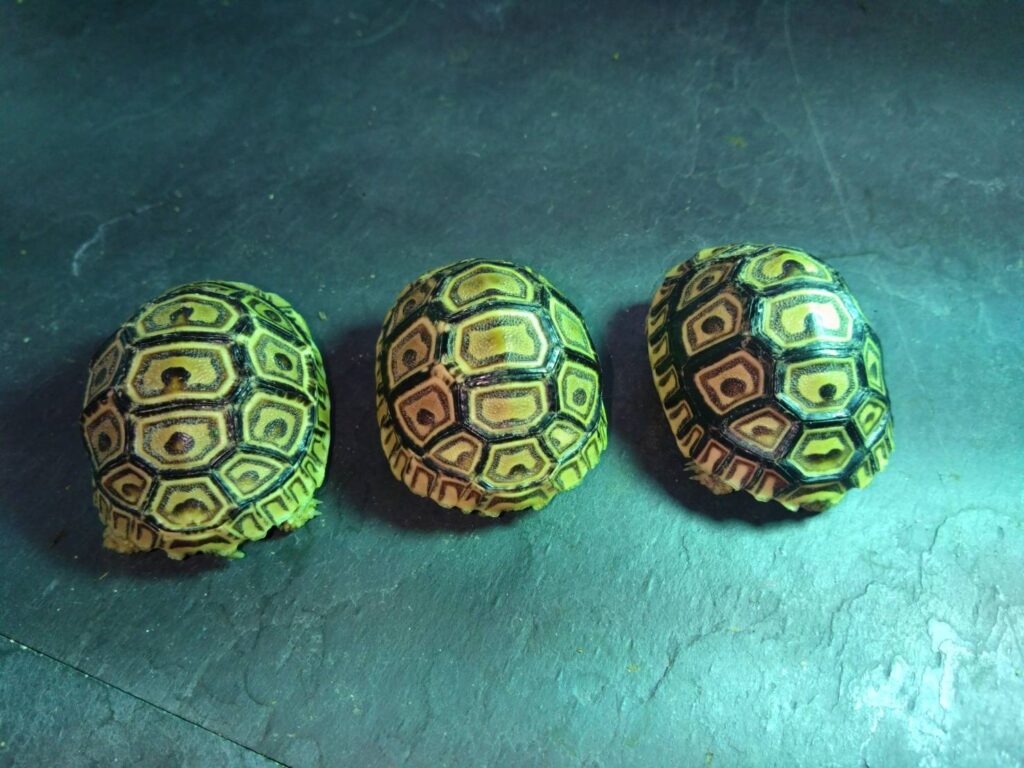 hyoumonrikugame-20260206_1