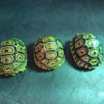 hyoumonrikugame-20260206_1