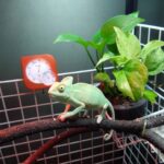 eboshikamereon20260221-01