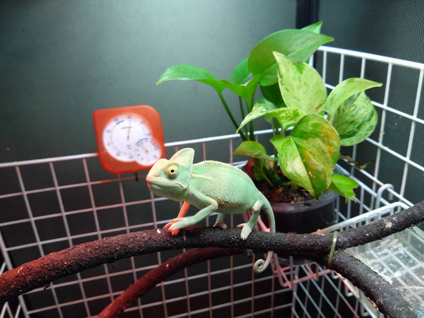 eboshikamereon20260221-01