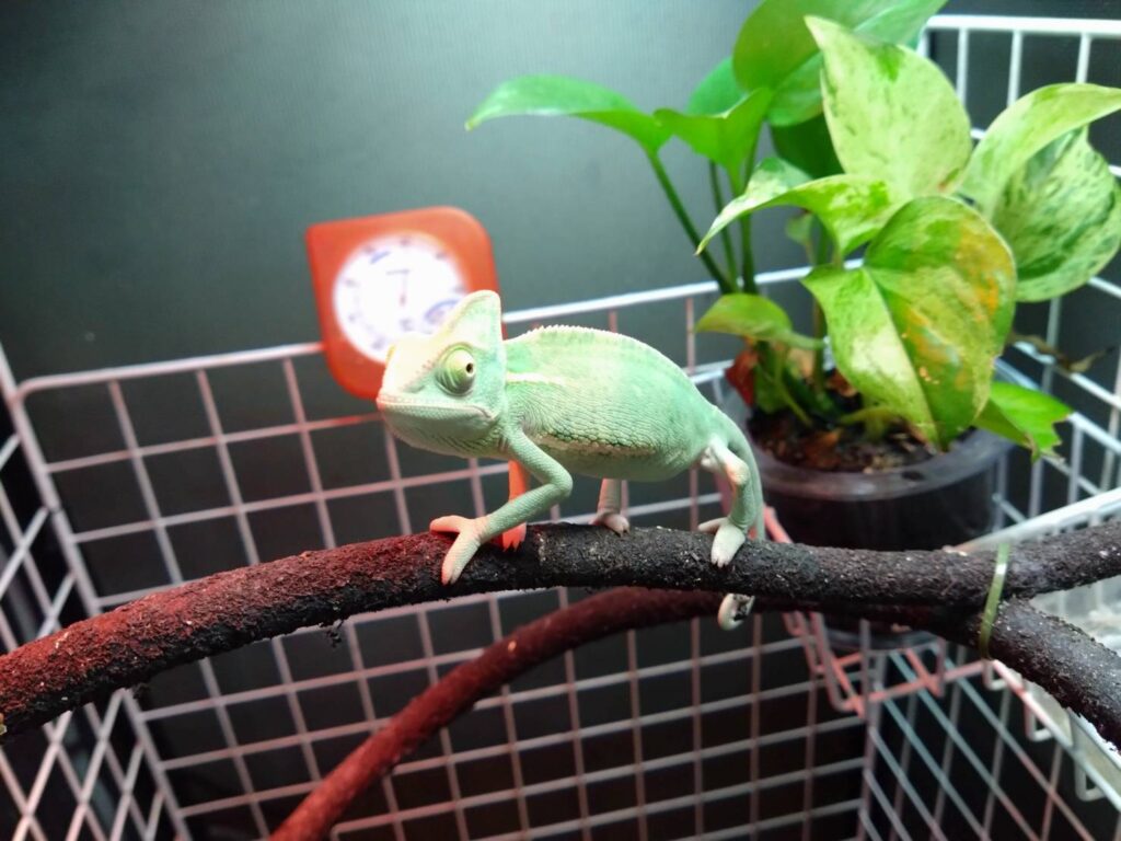 eboshikamereon20260221-01