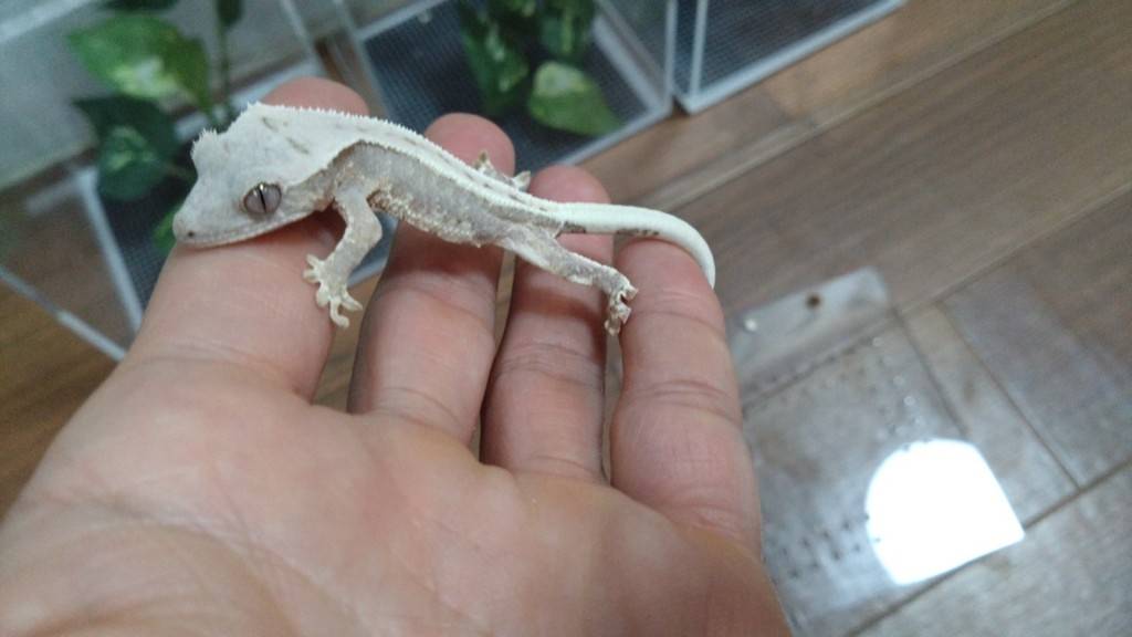 kuresutettogecko-lilyWhite20260214-01