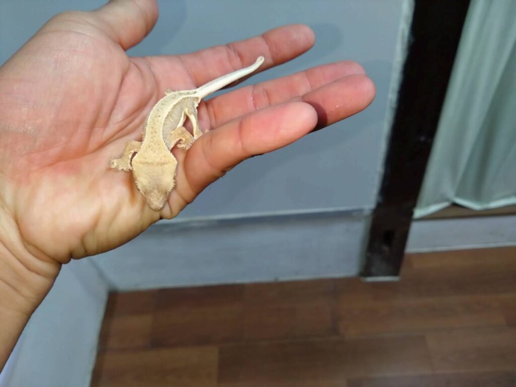 kuresutettogecko-lilyWhite20260214-02