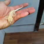 kuresutettogecko-lilyWhite20260214-02