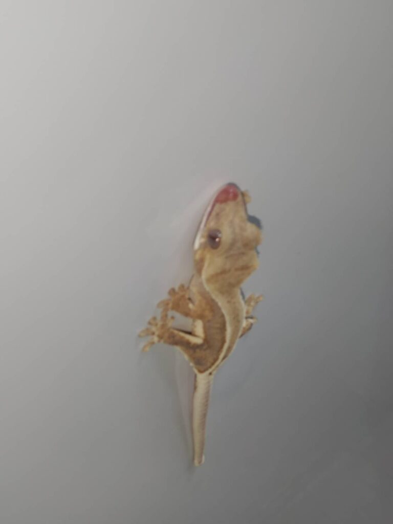 kuresutettogecko-lilyWhite20260214-03