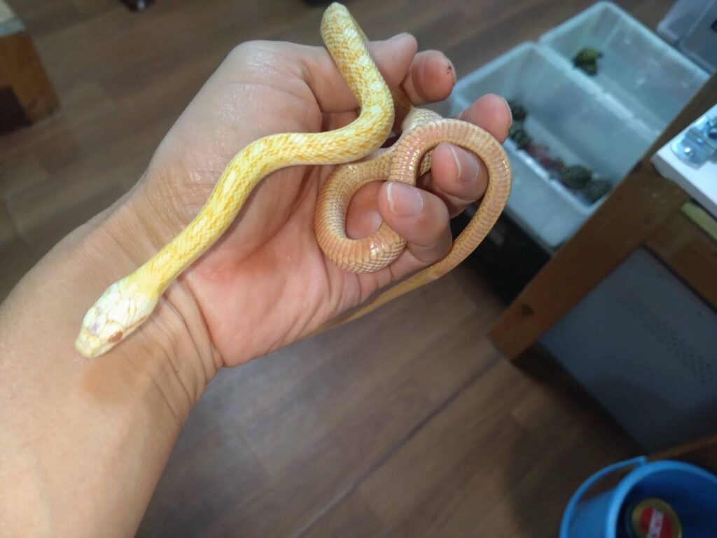 arubino-aodaisyo20260304-01