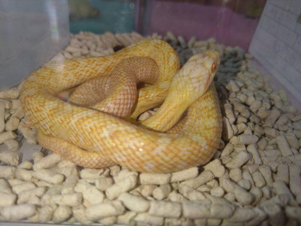 arubino-aodaisyo20260304-02