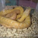 arubino-aodaisyo20260304-02