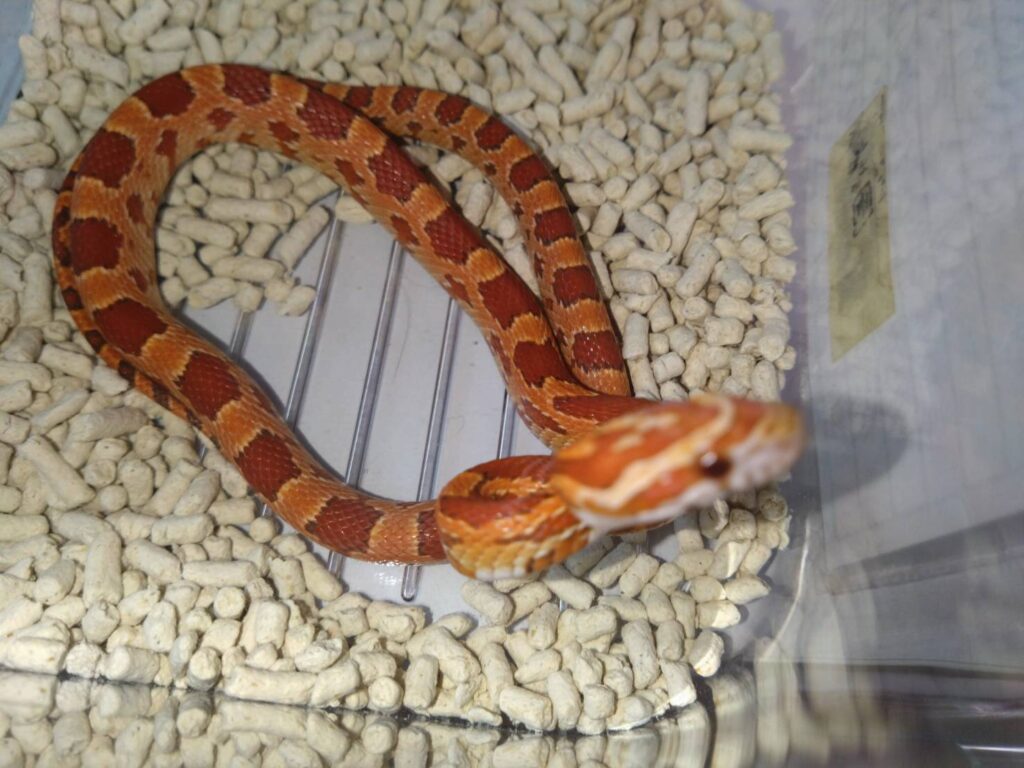 coneSnake-nomal-01-20260304