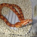 coneSnake-nomal-01-20260304
