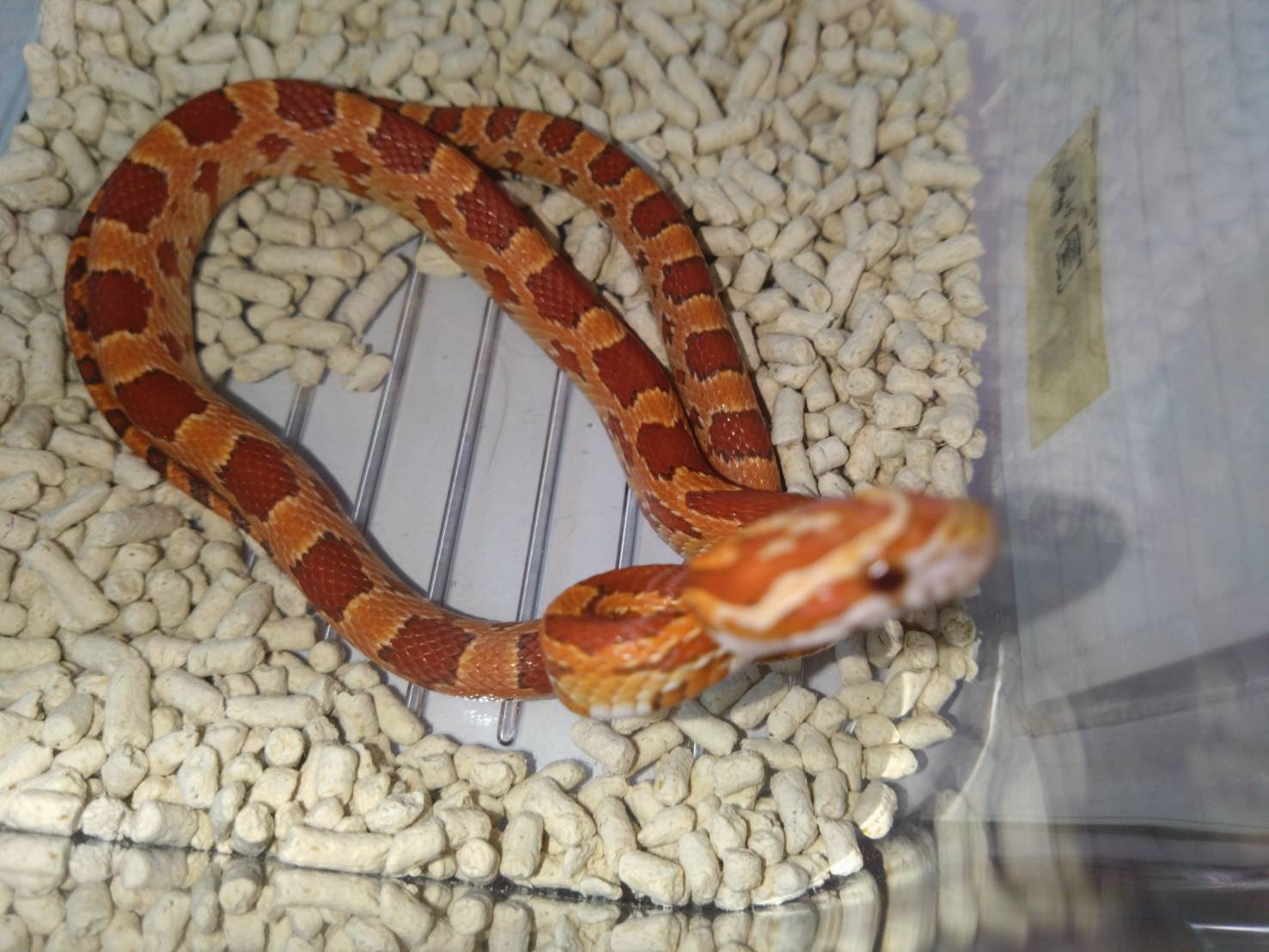 coneSnake-nomal-01-20260304