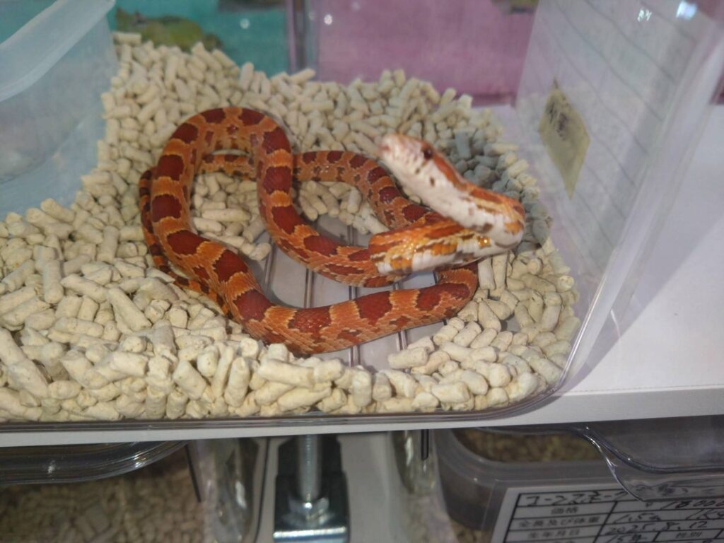 coneSnake-nomal-02-20260304