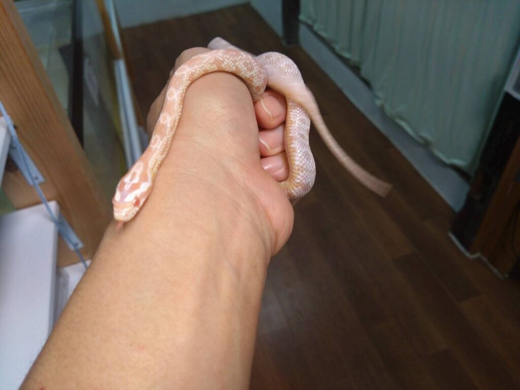 coneSnake-s-snow20260304