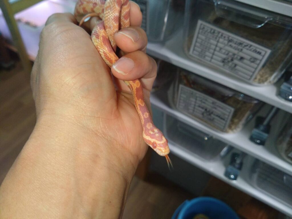 corn-snake-amerani20260304