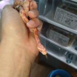 corn-snake-amerani20260304