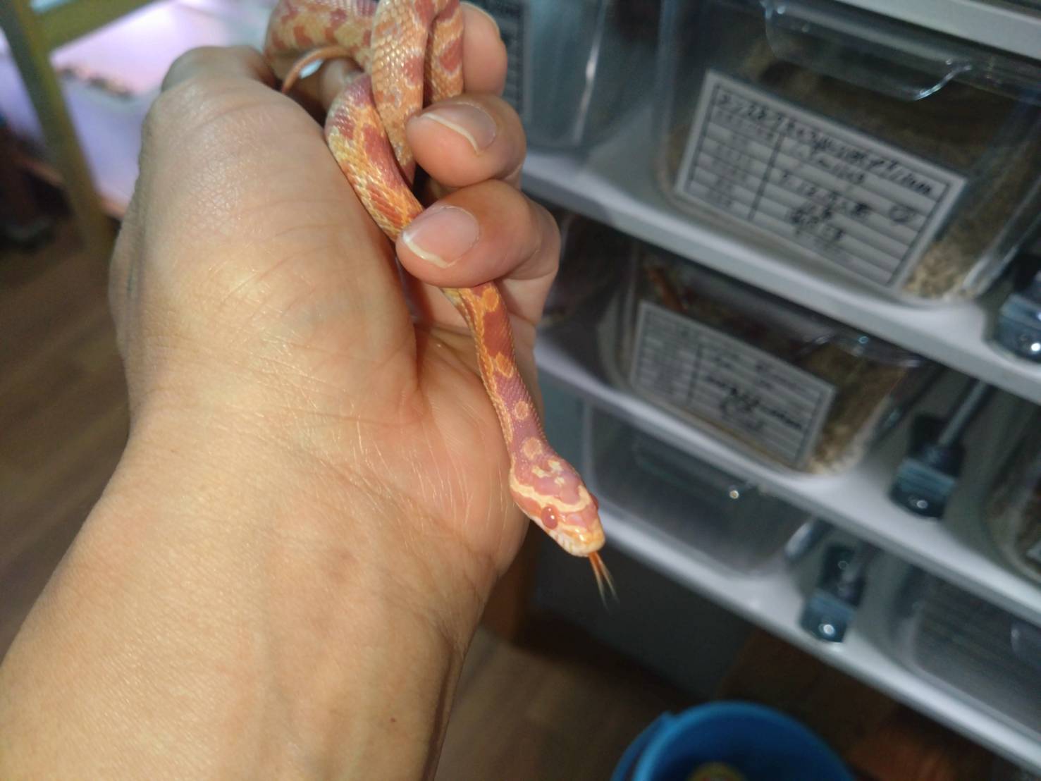 corn-snake-amerani20260304