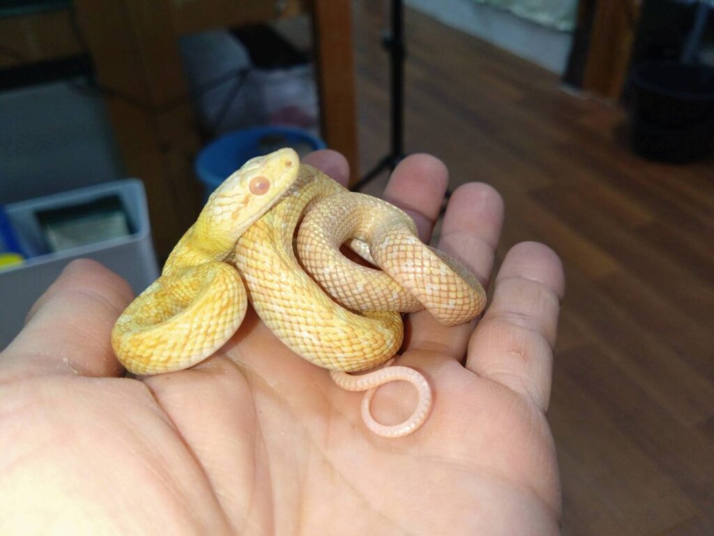 20260419-arubunoaodaisho