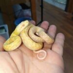 20260419-arubunoaodaisho