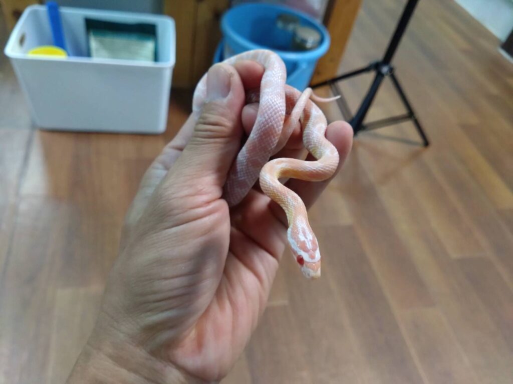 20260419-cornsnake-salmonsnow