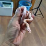 20260419-cornsnake-salmonsnow