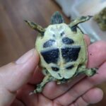 higashiherumanrikugame-20260505-01