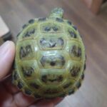 rossiyaRikugame_20260611-01